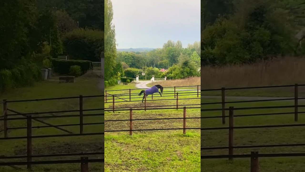 Sunday morning jump! Nazymbek kicking it up in the paddocks. #viewfrommykitchen #foryou #horse