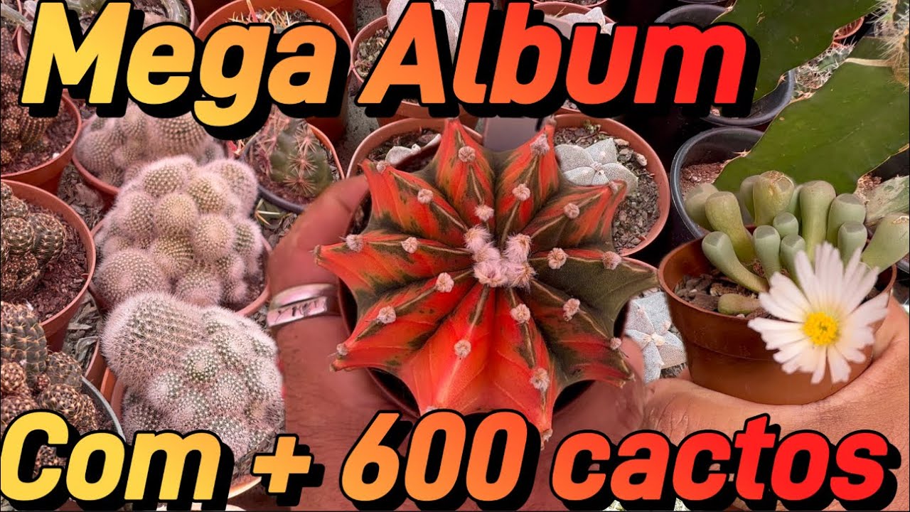 Tipos de Cactos na estufa a partir R$3,00