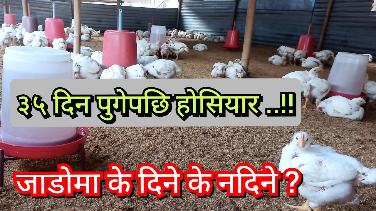 35 दिन पछि के दिने// के कुरामा होसियार हुनु पर्दछ // boiler caring after 35 days// Namaste Kishan TV