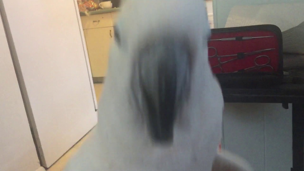 Misha bird singing his good bird song