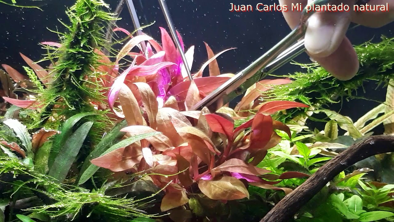 Poda y replante de Alternanthera Reineckii mini