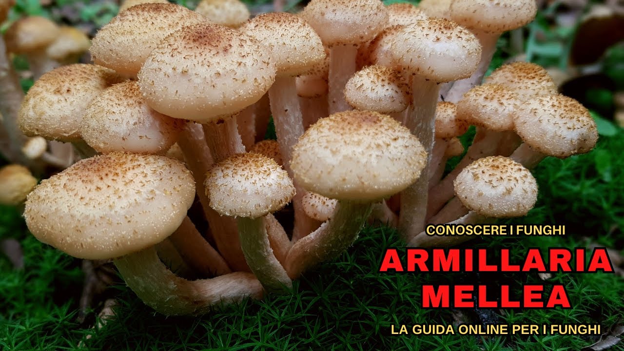 ЗНАЮЩИЕ ГРИБЫ | ВСЕ О ARMILLARIA MELLEA, ОТЛИЧНЫХ НОГТИ, но ... ВНИМАНИЕ! | ГРИБЫ 2021