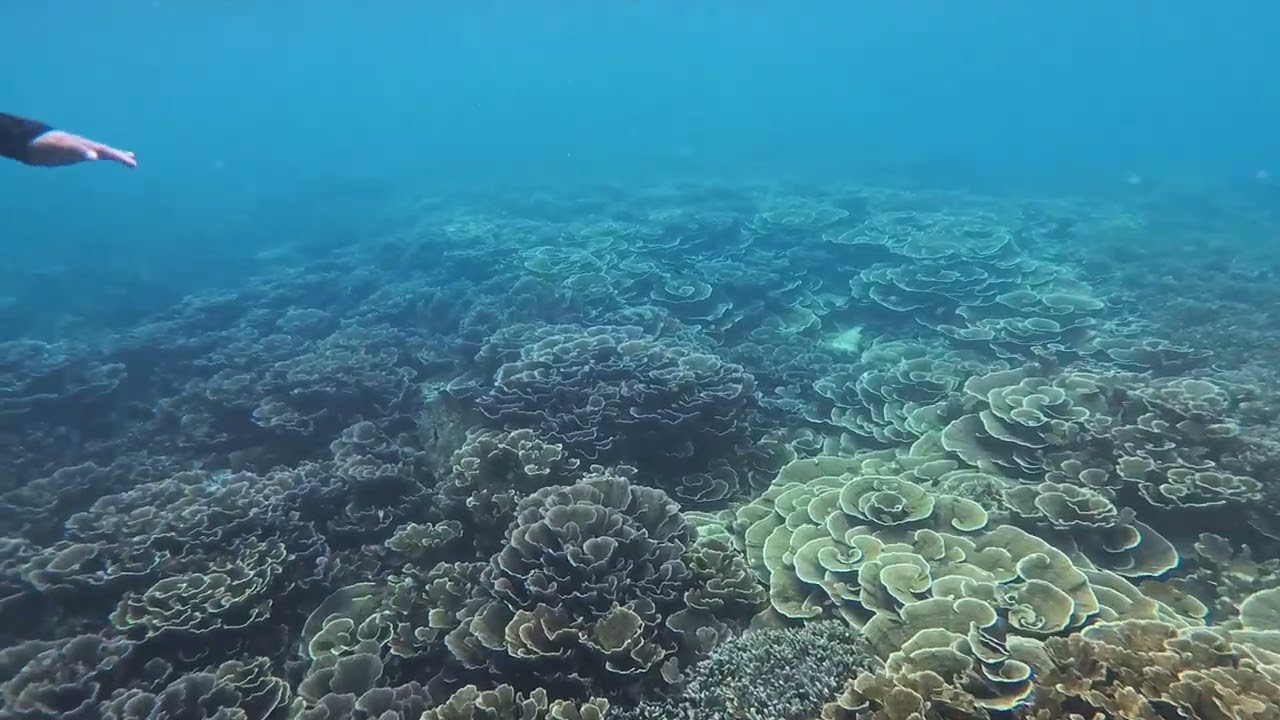 paradise samal davao snorkeling