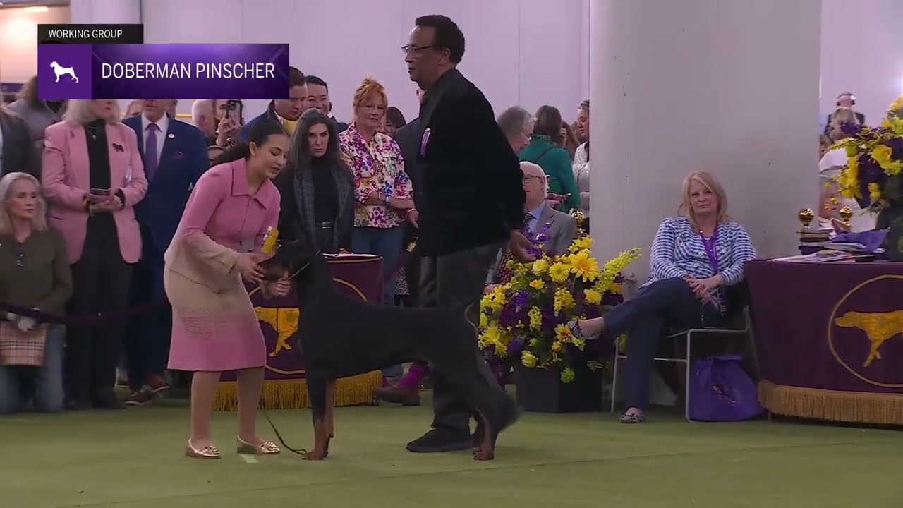 Doberman Pinschers | Breed Judging 2026