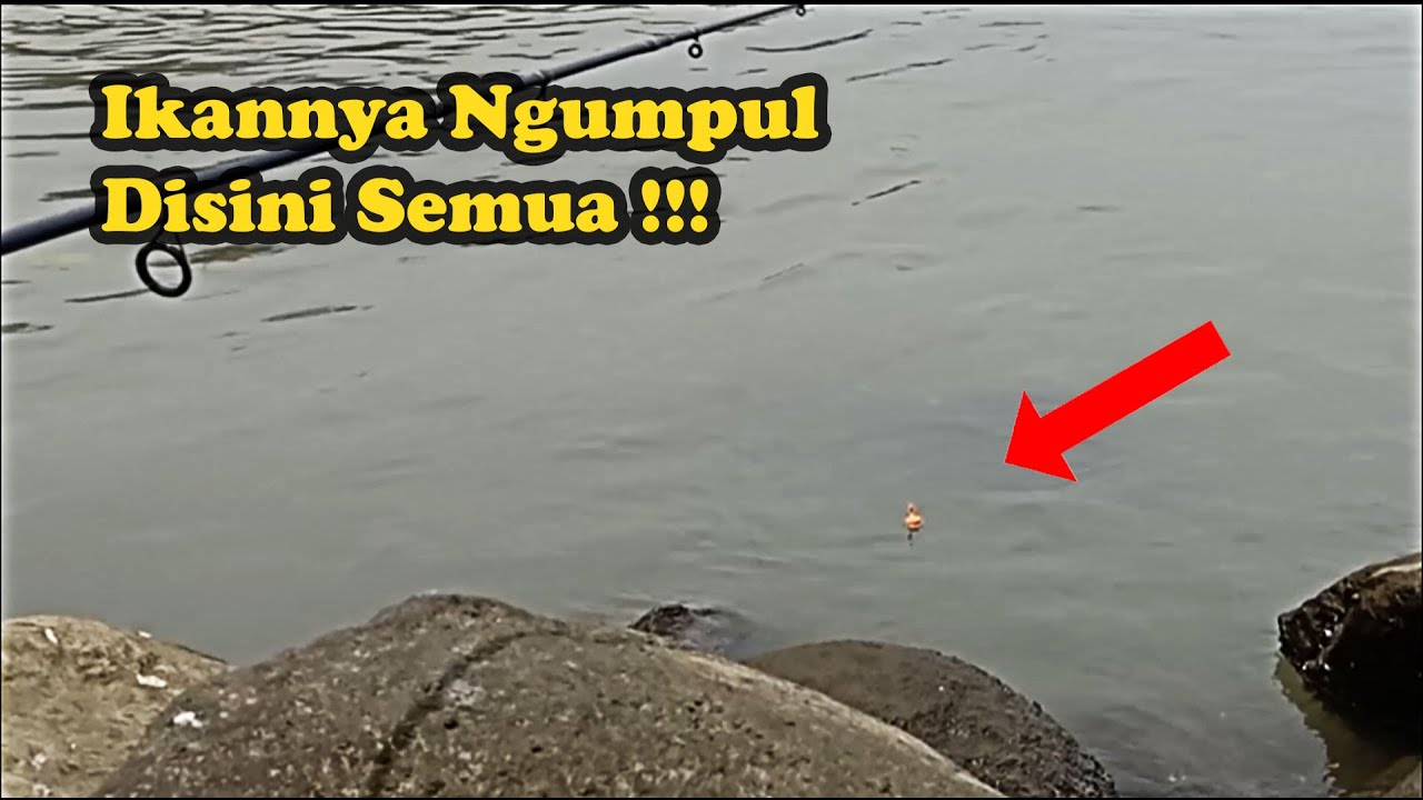 Ternyata Belanak Ekor Kuning Ngumpul Di Pinggir Batu