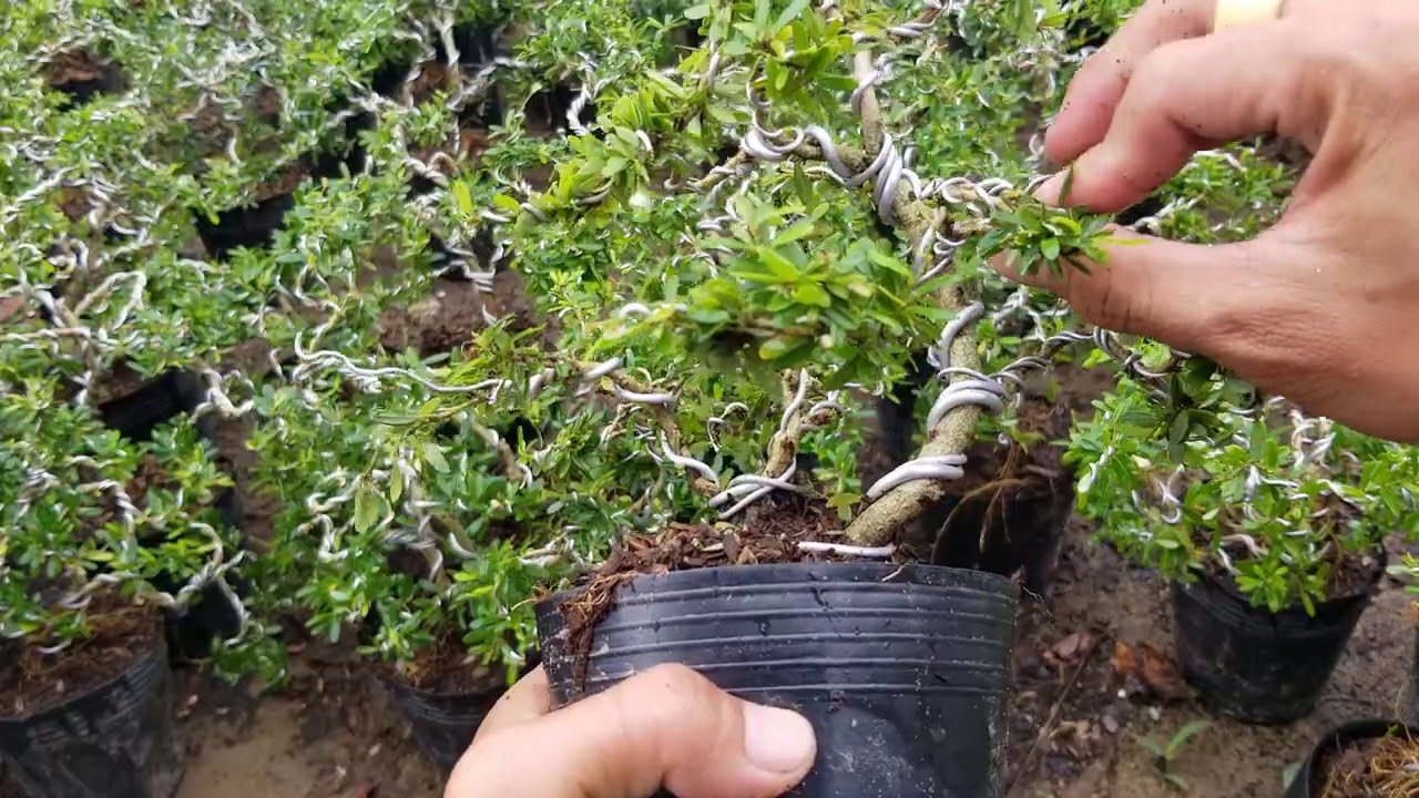 LINH SAM BONSAI MINI || làm tiểu cảnh rất đẹp || 0933.368.532