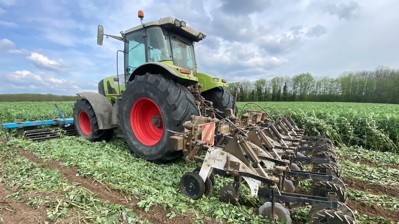 StripTill et semis de tournesols
