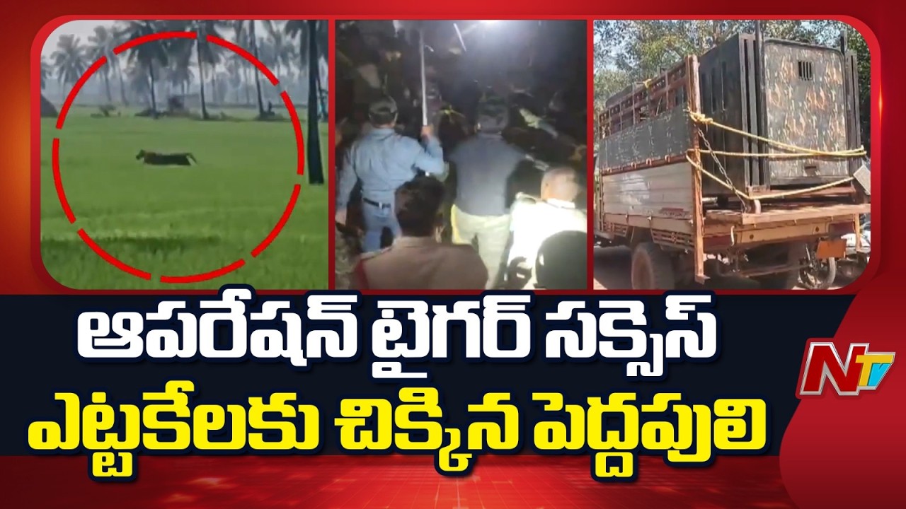 ఆపరేషన్ టైగర్ సక్సెస్ : ఎట్టకేలకు చిక్కిన పెద్దపులి | Tiger Hulchul in East Godavari District | NTV