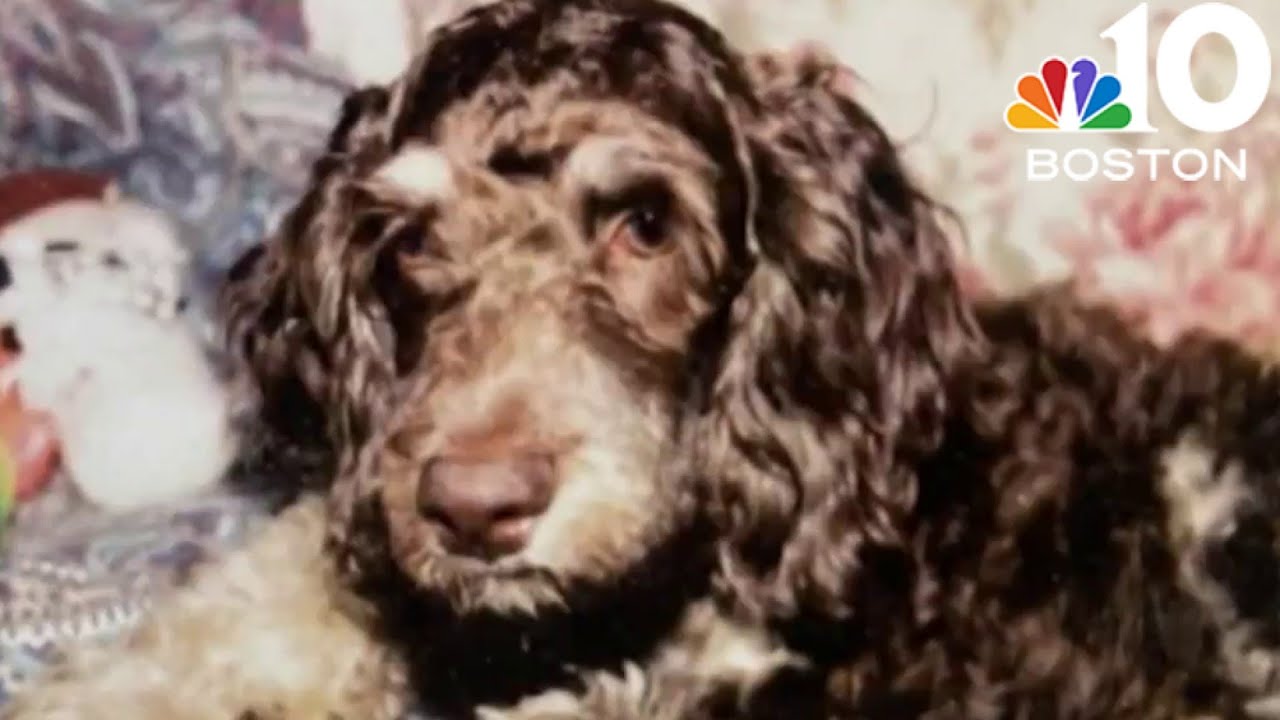 SJC weighing legality behind not putting down sick pet