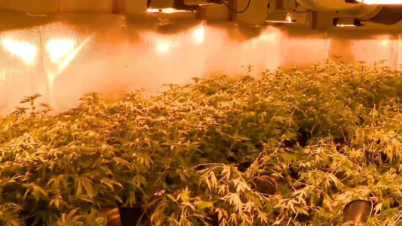 Alameda County Sheriff Deputies Make Major Illegal Marijuana Grow Bust