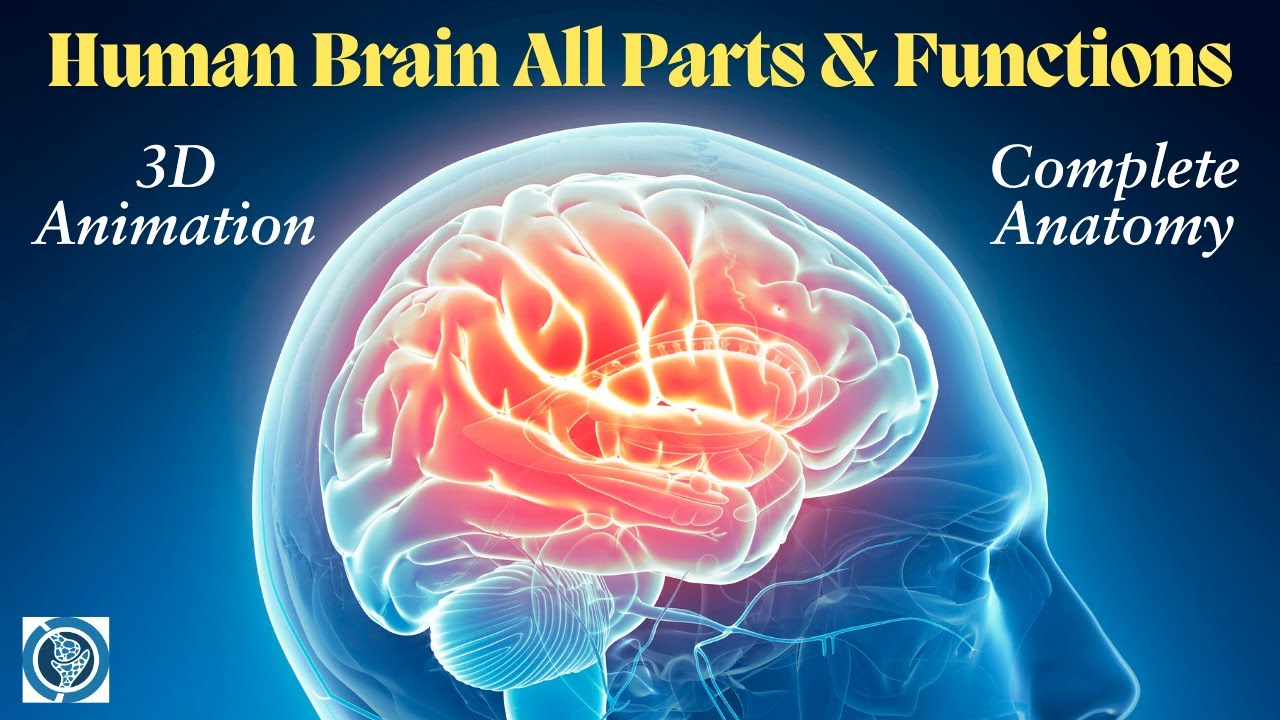 Анатомия человеческого мозга в 3D! Все части и функции