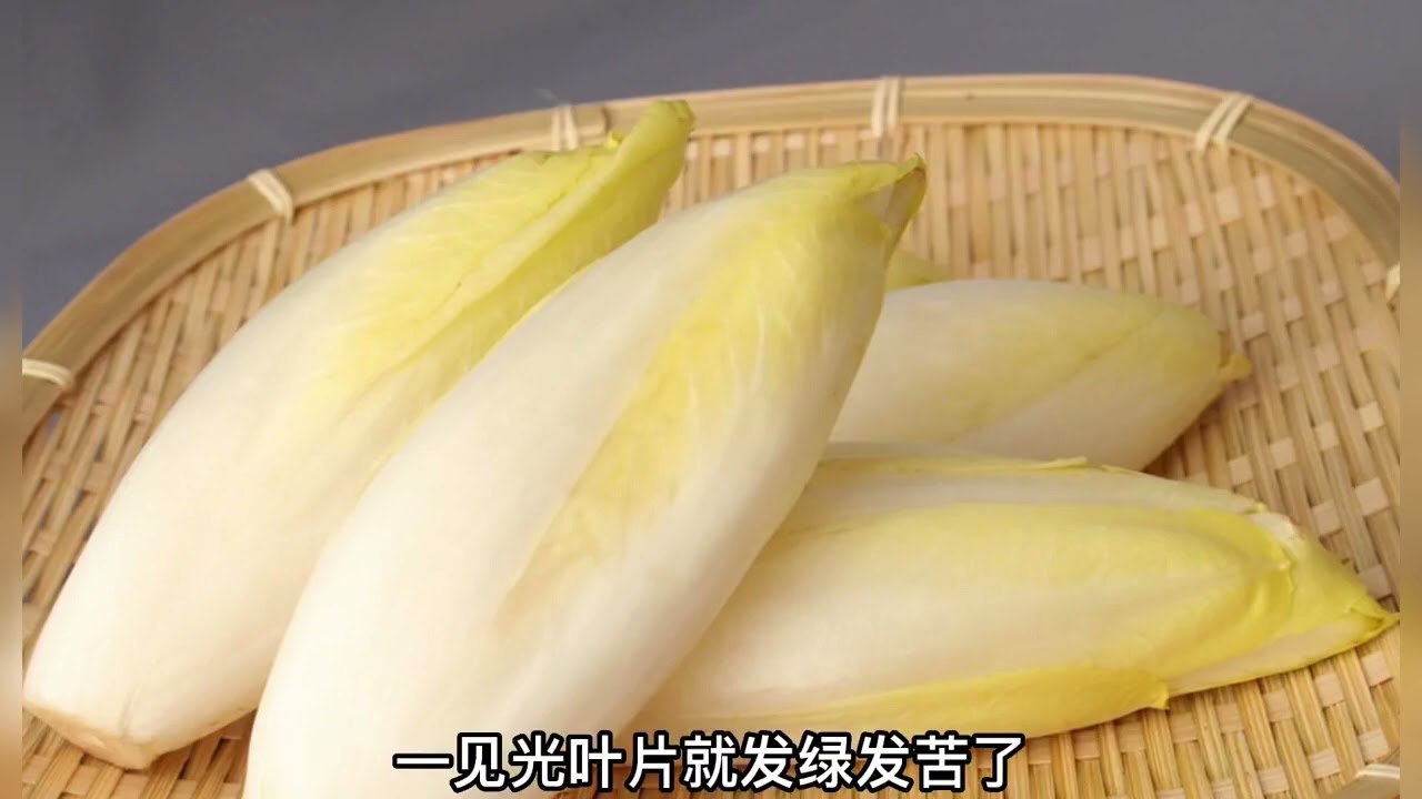 种菊苣根，需要完全黑暗的环境