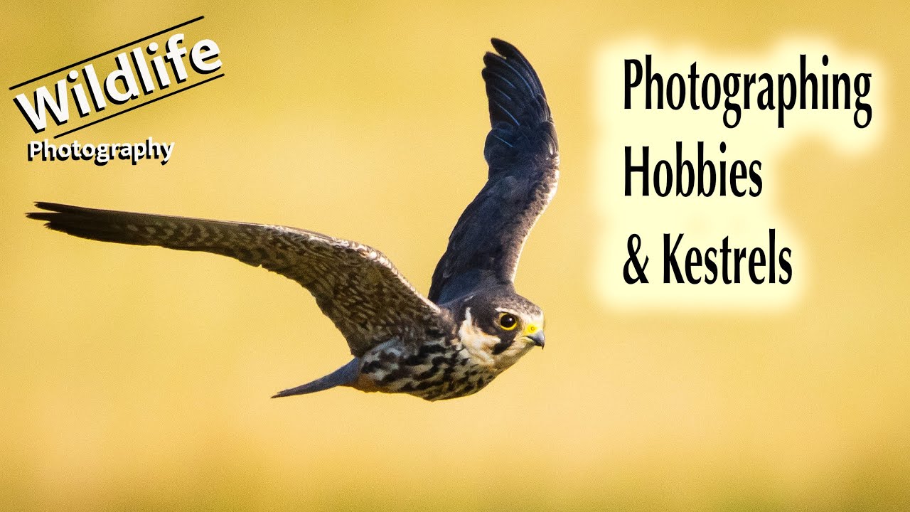 UK Wildlife and Nature Photography - Kestrels and Hobbies