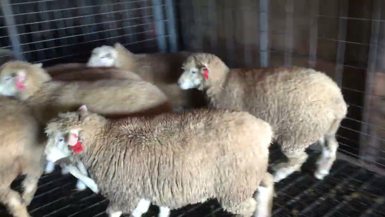 Fullblood Ile-De-France ewe lambs in the new barn arrangement.