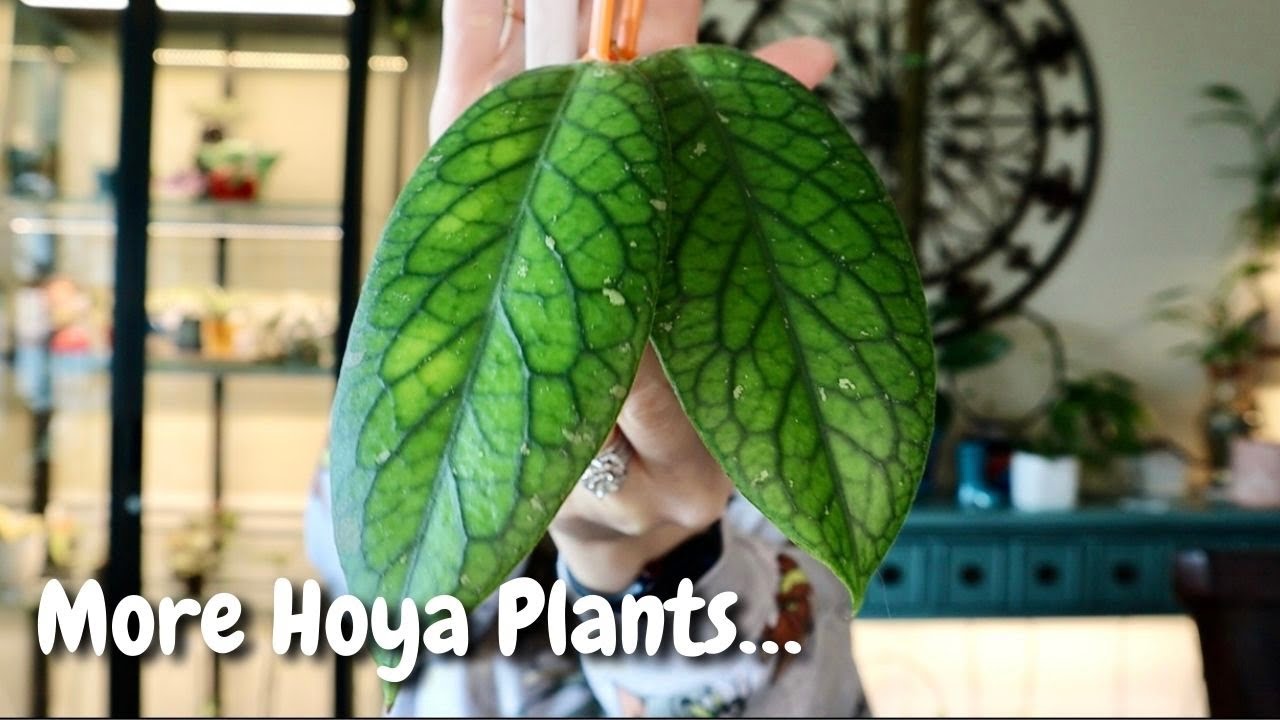 25 Hoya Plants You Haven't Seen Yet