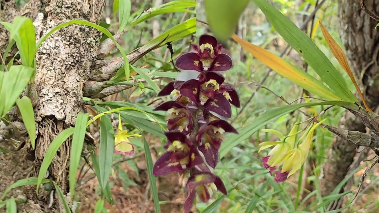 As orqu&iacute;deas  mais lindas do cerrado. Segunda parte do para&iacute;so das Galeandras #natureza #orquideas