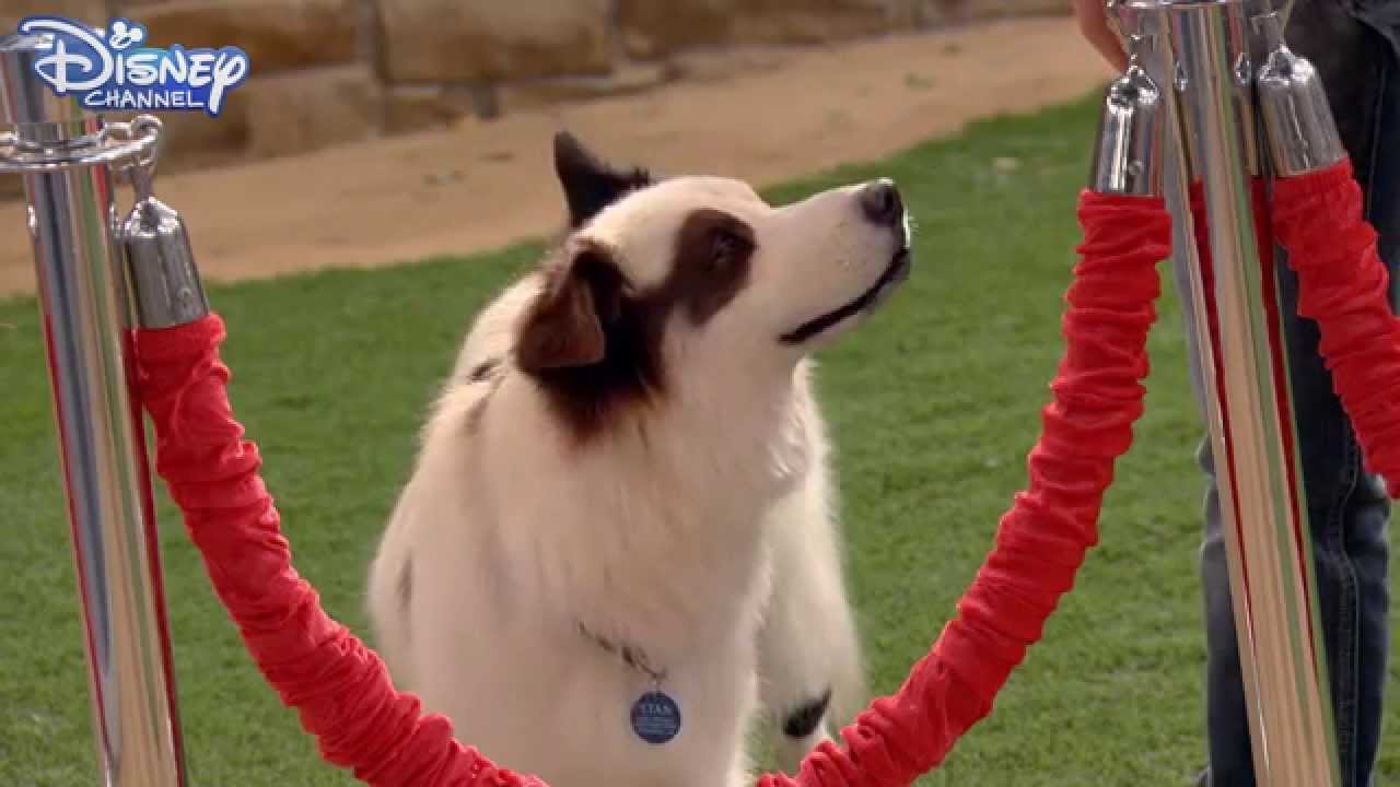 Dog With A Blog - The Mutt and the Mogul