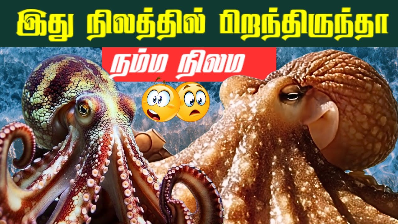 😲“இது நிலத்தில் பிறந்திருந்தால் நம்ம நிலம?|🐙 Shocking Facts About Octopus Tamil| Fact of creatures|