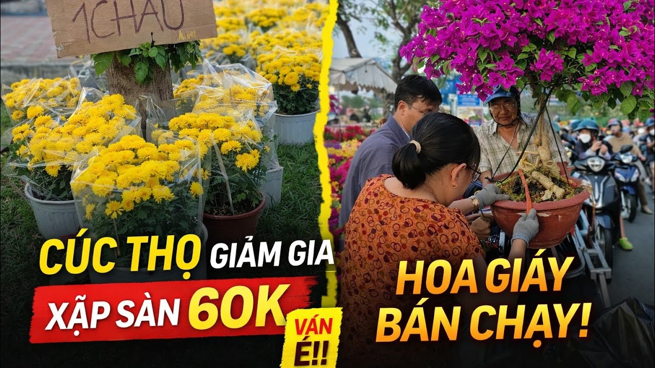 Chiều Muộn 28 Tết Chợ Hoa Bến Bình Đông Nhà Vườn XỔ rẻ cúc thọ Vẫn Ế Khách Mua, Hoa Giấy bán chạy