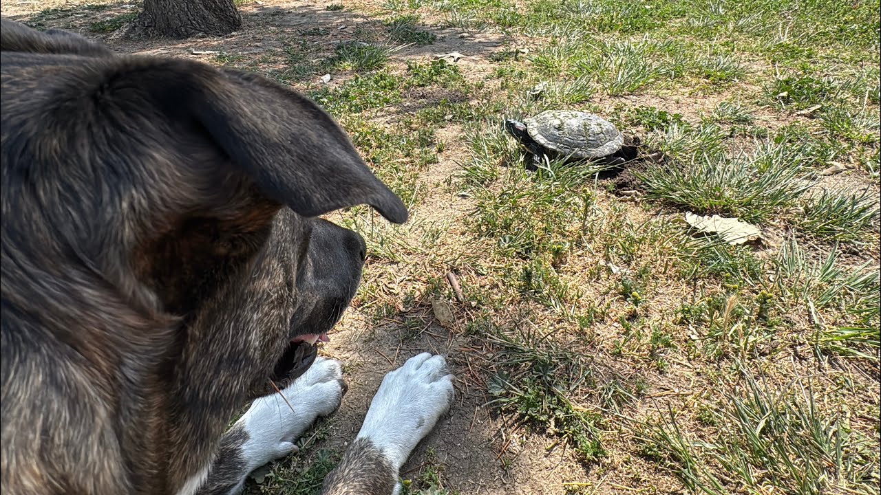 Mama Turtle Lays Egg & Fills Hole She Dug In Front Of Me & My Dog 5/1/2025