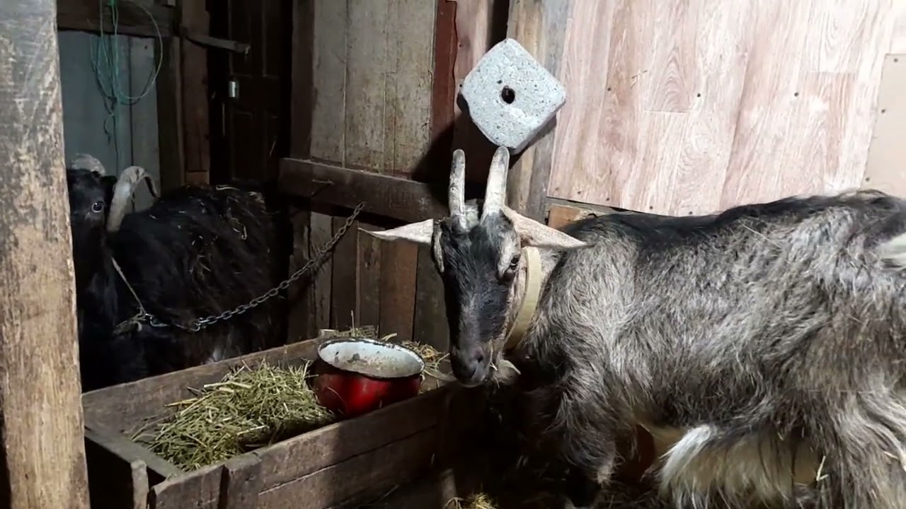 Поганий апетит у кози