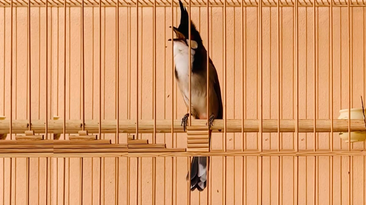 เสียงเรียก!! เสียงนกกรงหัวจุก ยั่วให้นกคึก เสียงนกกรงหัวจุก