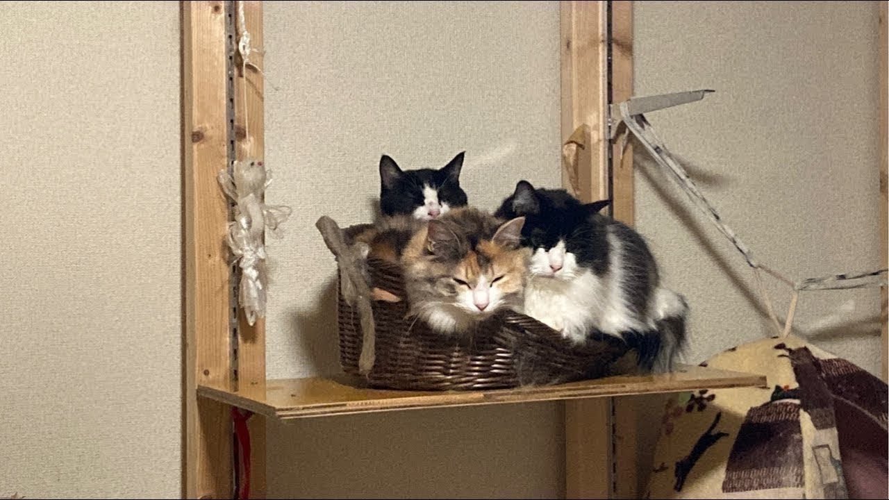 26/03/07 07時　開放中　約4歳6ヶ月 三匹の雌猫　三姉妹　ライブ中