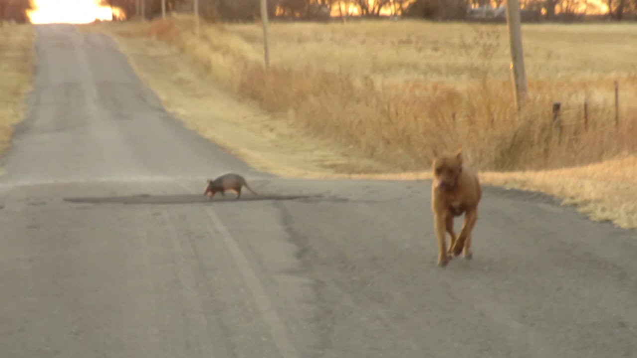 My Dog and a Armadillo jumped up in the air !