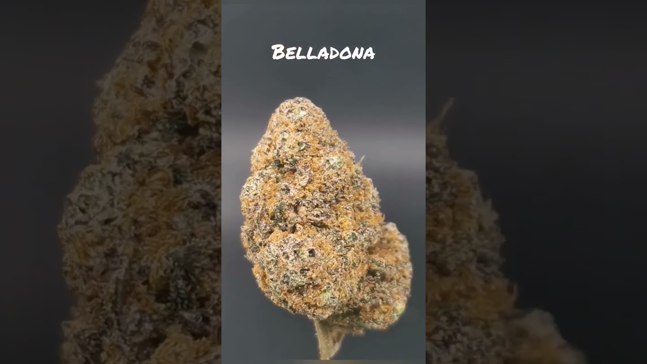 Belladona Flor premium cbd legal Www.theimperiumcbd.com follow us in instagram @theimperiumcbd