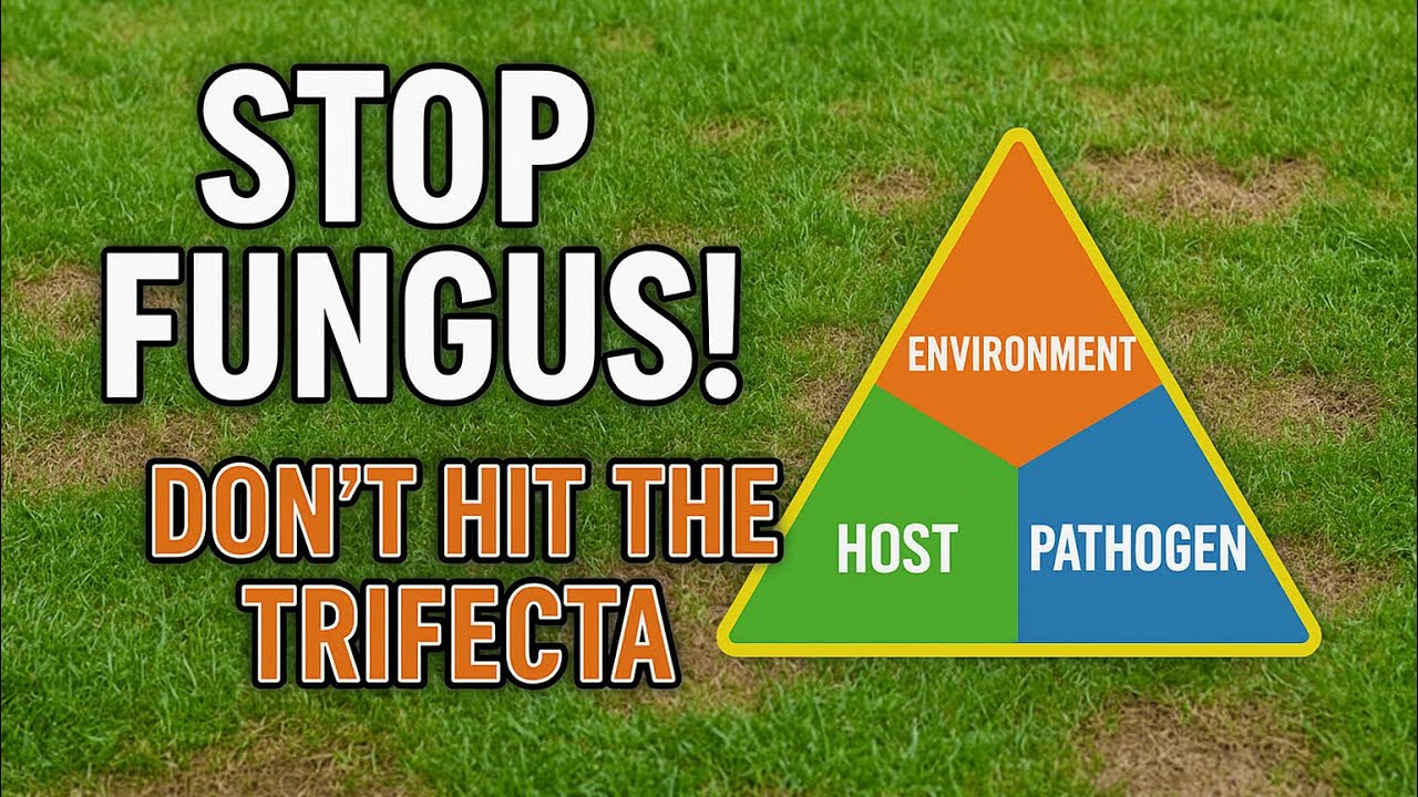 Lawn Disease Triad! Disease & Fungus 🤢