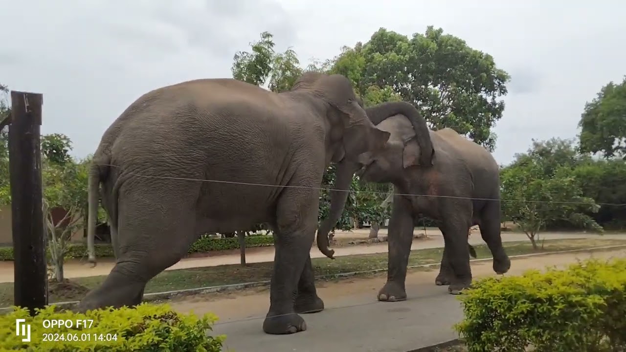 කවුද බලමු දිනන්නෙ