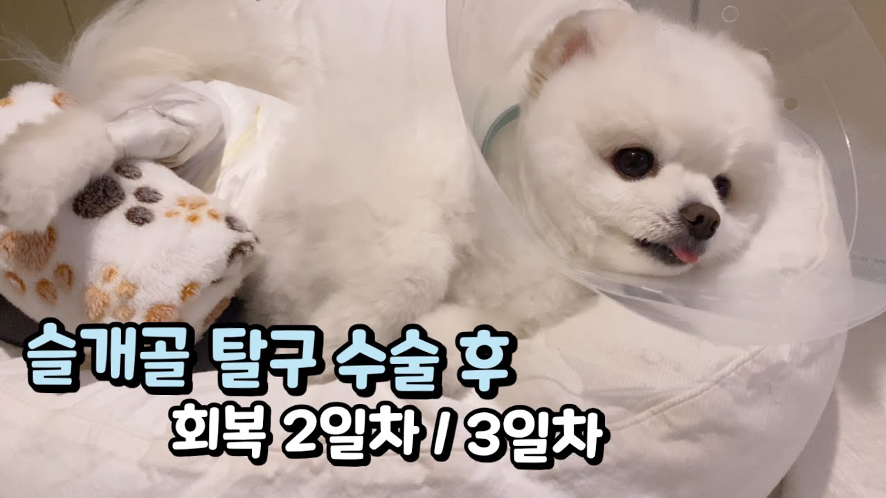 슬개골 탈구 수술 후 회복 2일차 / 3일차 | 포메라니안