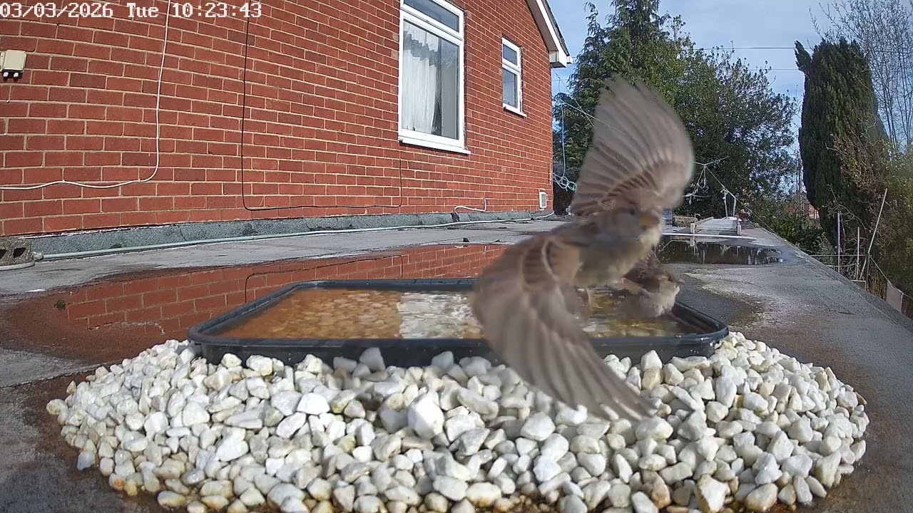 Bird bath antics, 3rd March 2026 - sparrows, blackbird, and magpie