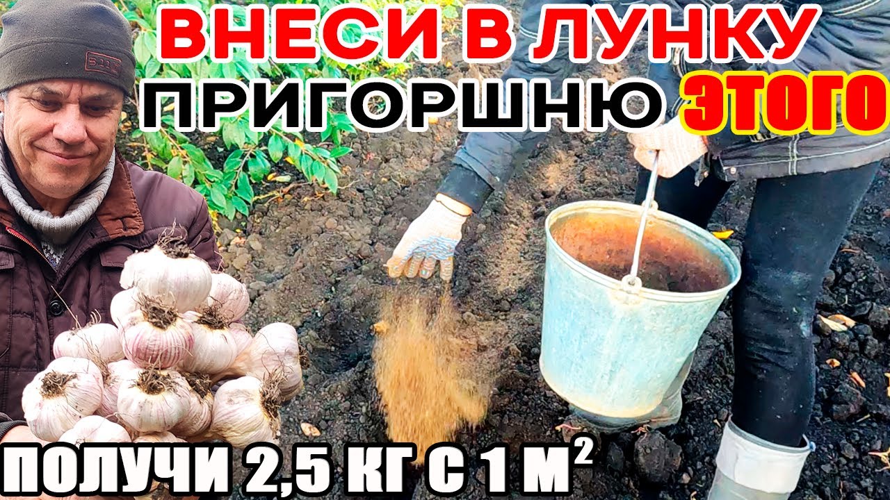 Раскрываю СЕКРЕТ получения РЕКОРДНЫХ урожаев КРУПНОГО ЧЕСНОКА с КУЛАК! Внеси при посадке ЭТО!