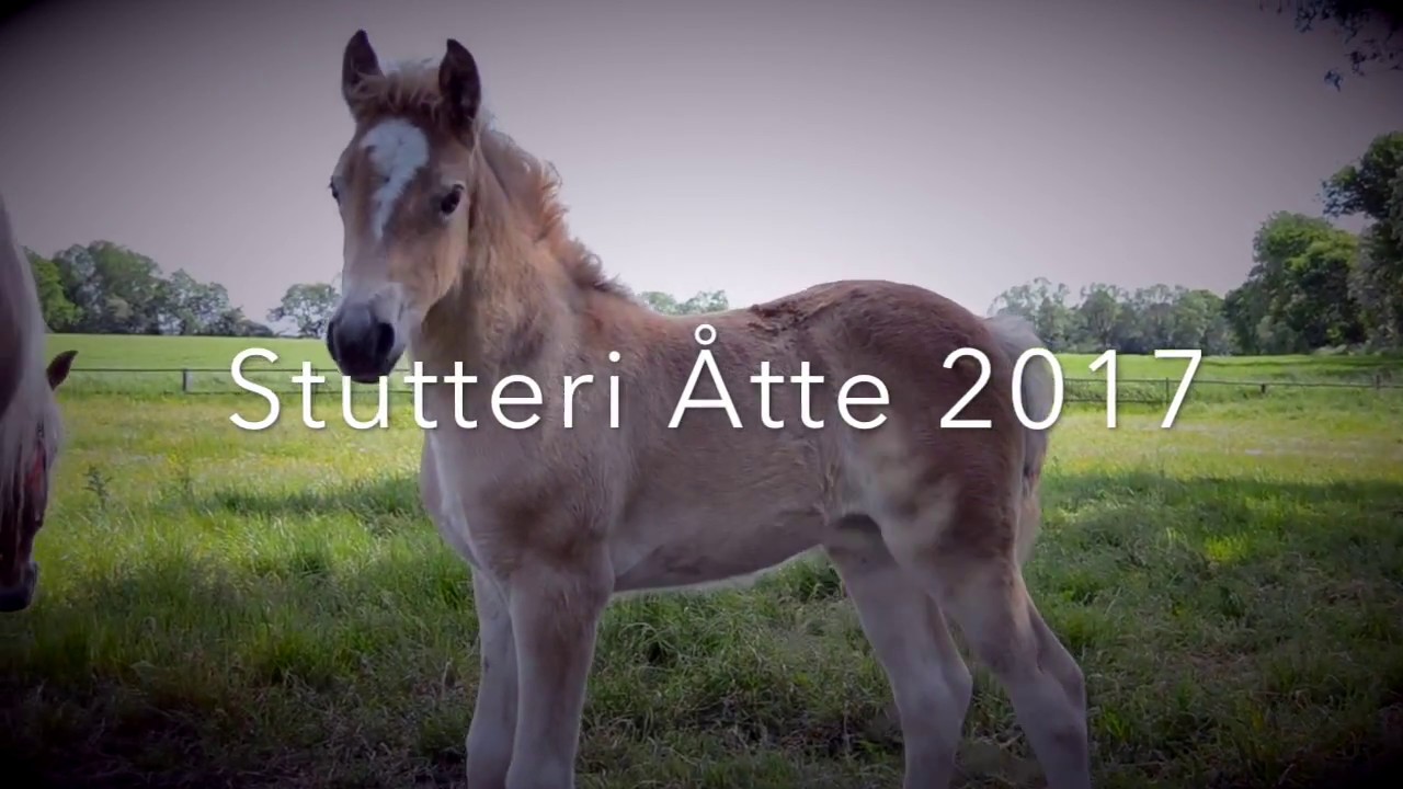 Stutteri &Aring;tte 2017