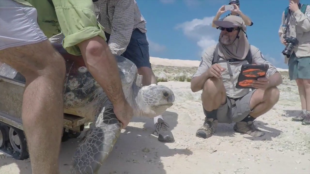Raine Island turtle mums rescue