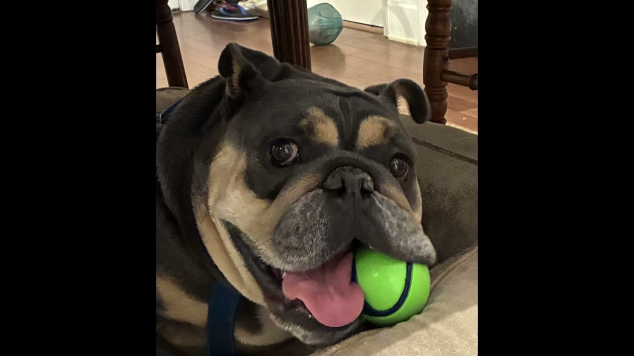 Adopt-A-Bull: Dudley is ready for his forever family! 