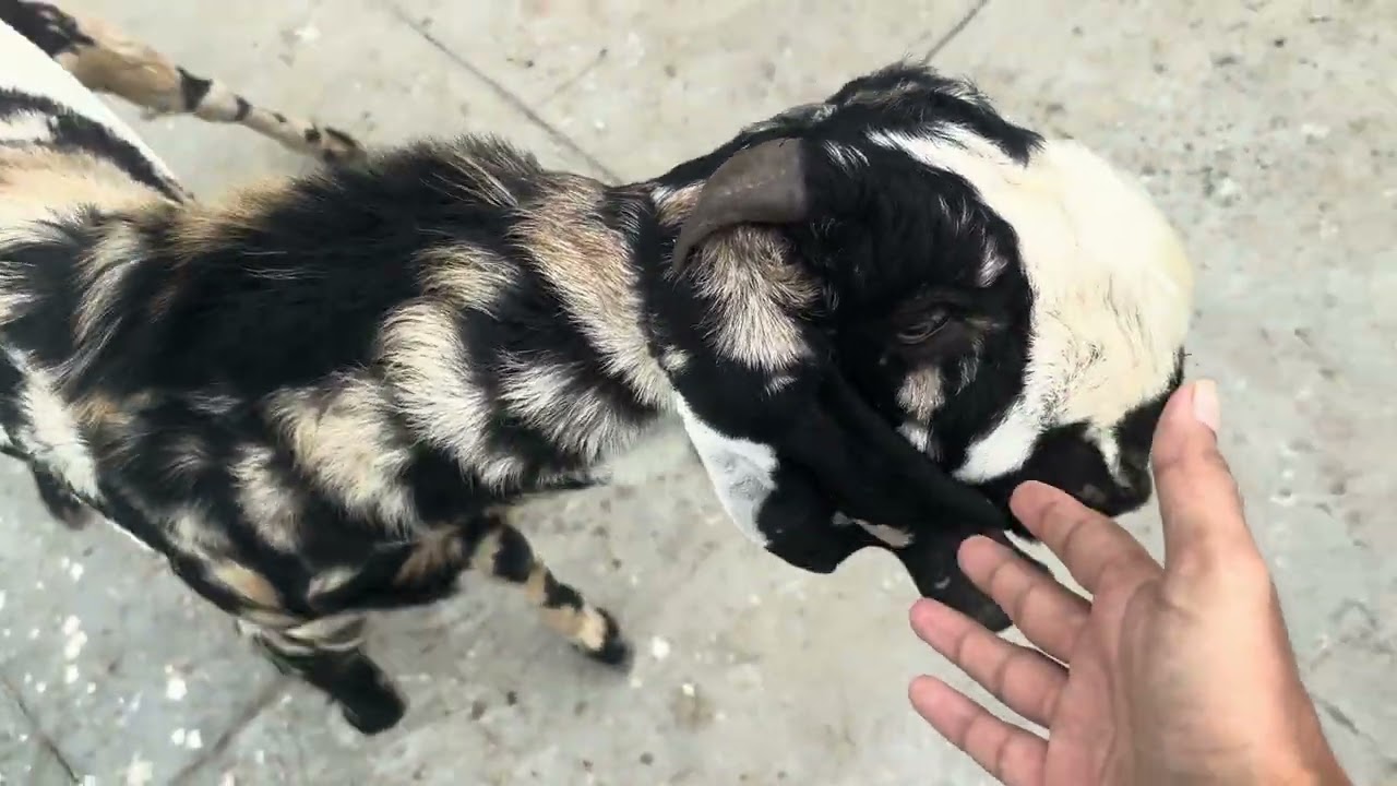 Веселье с козами ✨😍 | Обзорная экскурсия 😎| #qazigoatfarm #вирусный #видео #delhi #goat #вирусное...