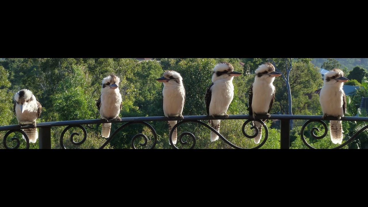 60 minutes of Kookaburras | Kooky Kookaburra Kompilation