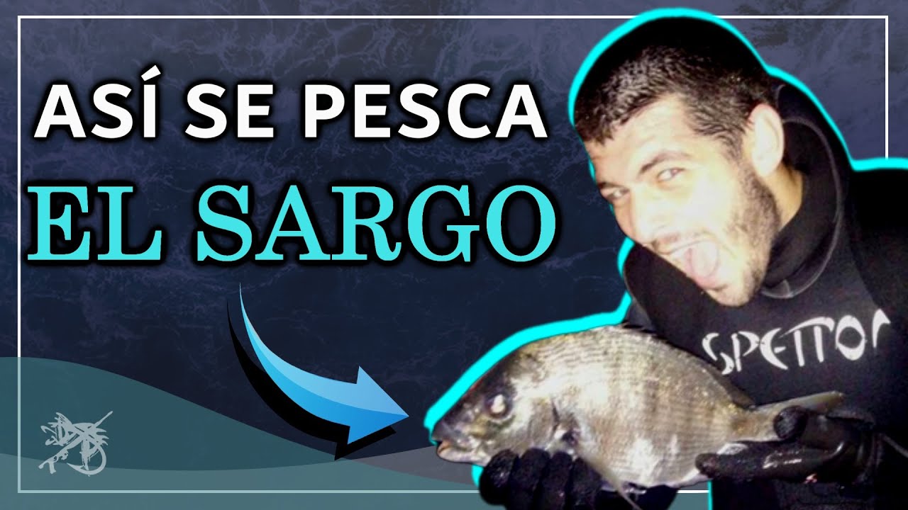 🐟 El PEZ SARGO y COMO PESCARLO MEJOR en el MAR ❗❗❗