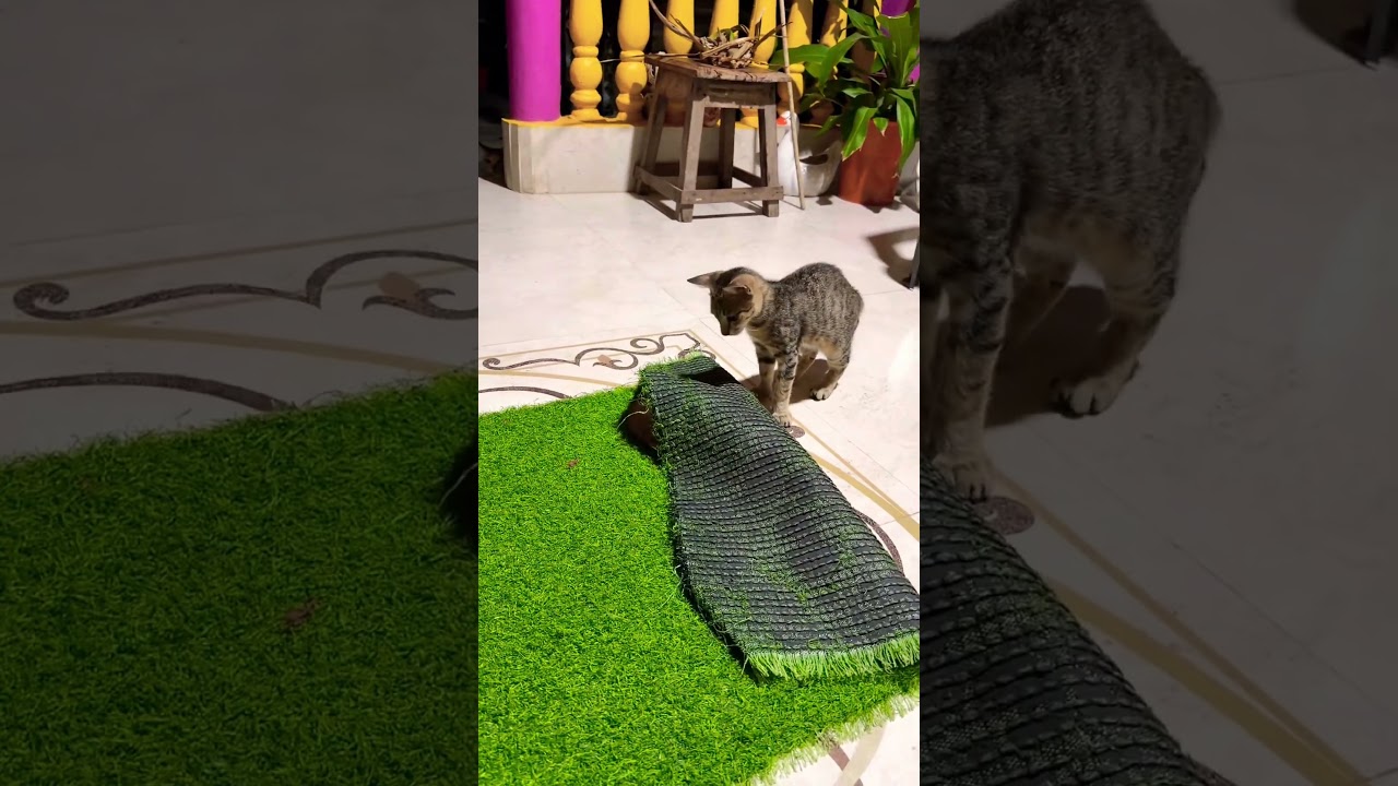 Who is hiding under the mat?? #cat #funny