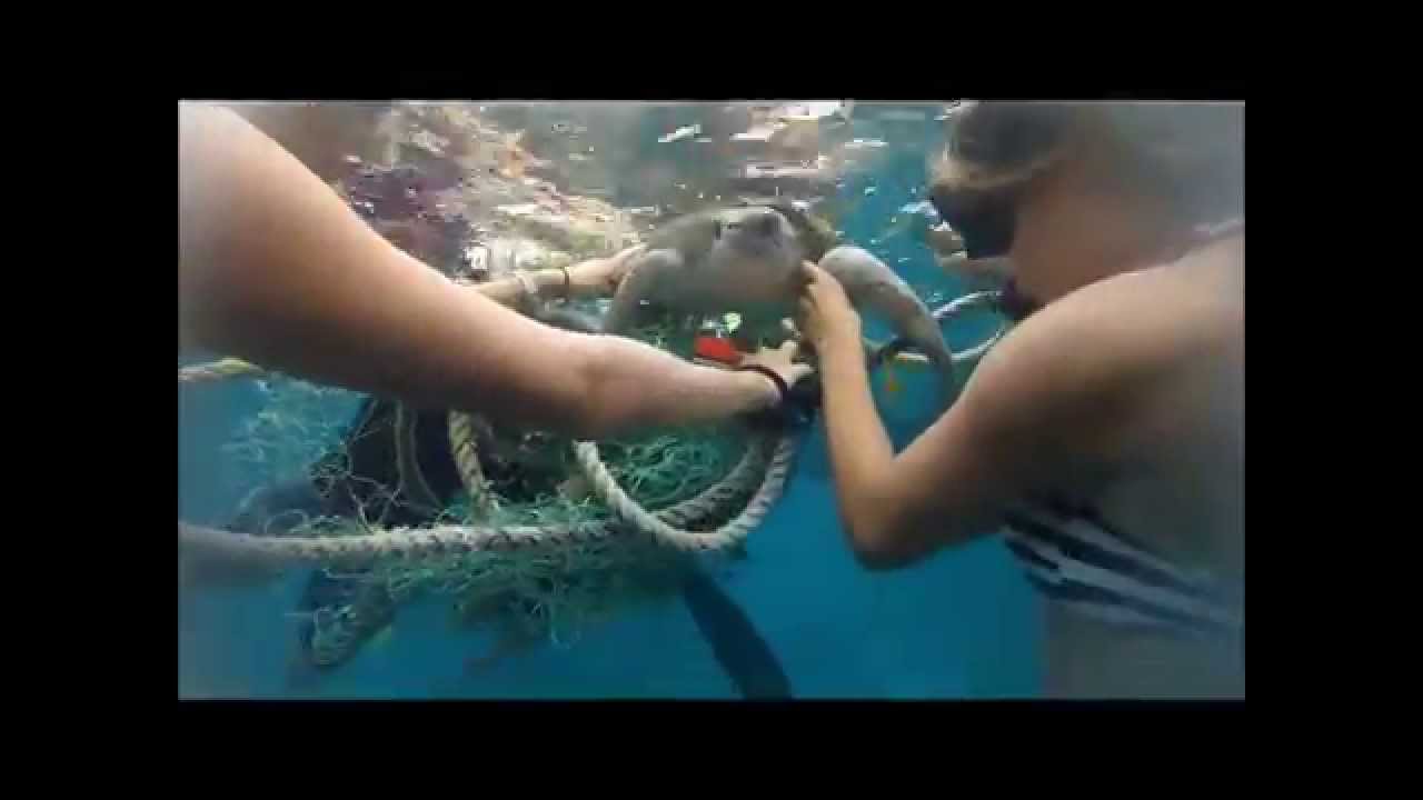 Ghost net with a trapped Olive Ridley - Rescue