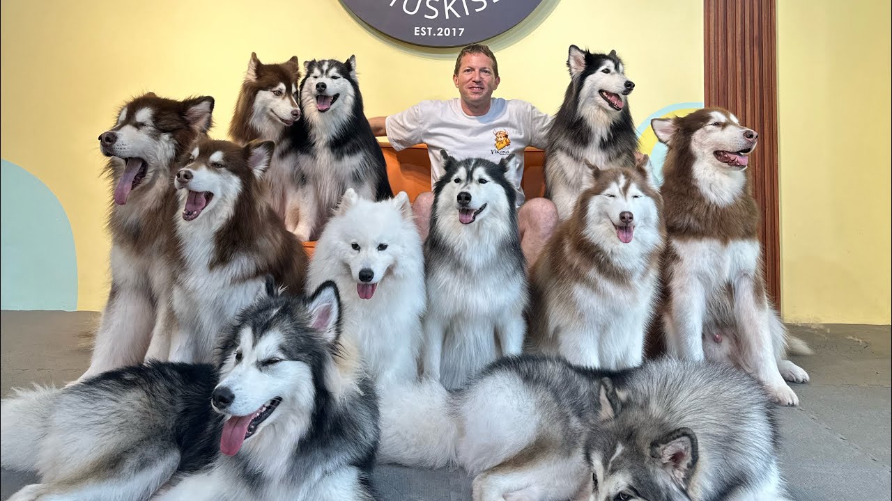 Huskiss Husky Dog Cafe + Paradigm Mall Tour in Petaling Jaya, Selangor #pets #malaysia