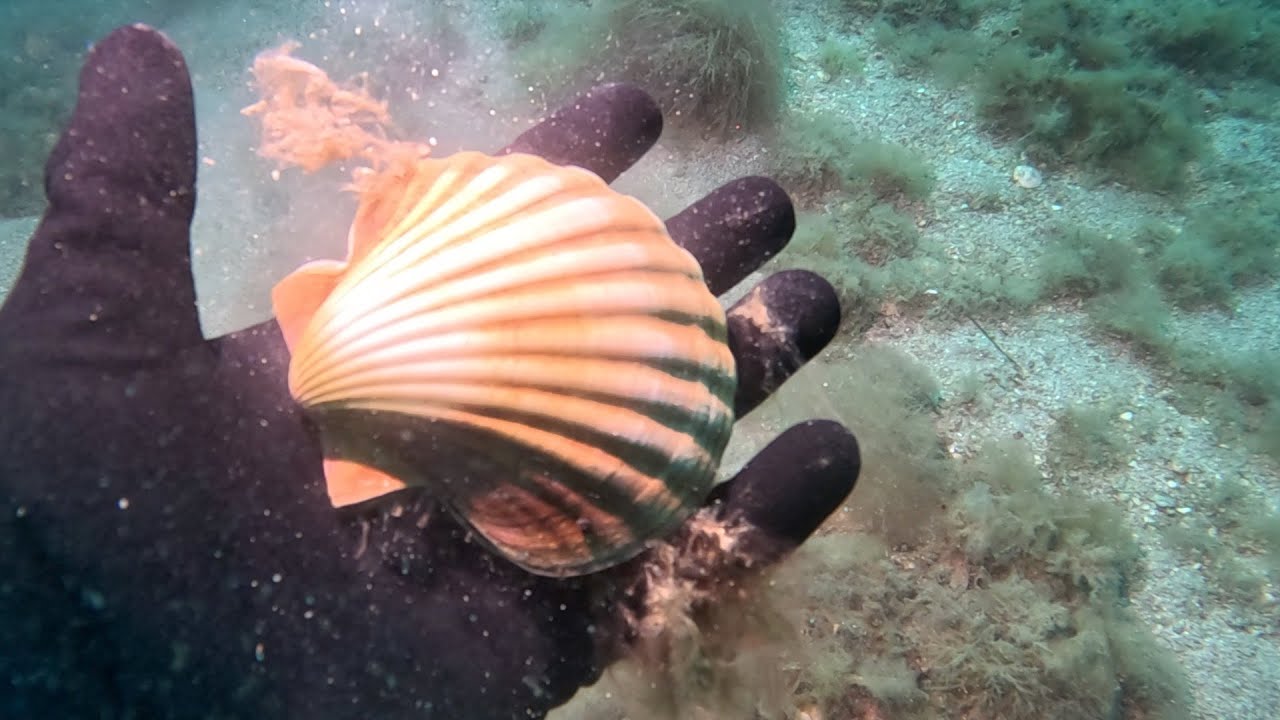 Port Phillip Bay Scallops - Scallop Diving