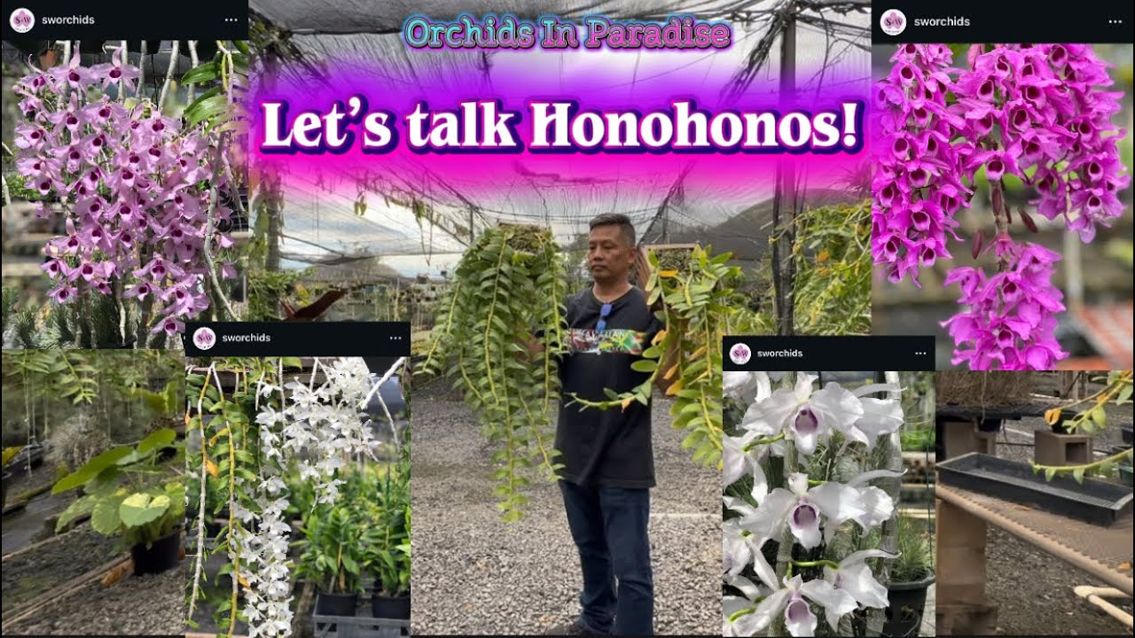 Let’s talk Honohono’s with Jeremy of S&W Orchid Nursery 