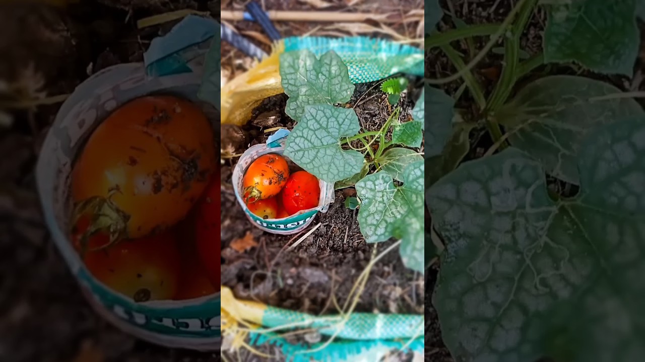 How to give vermicompost from vegetables to plants 🌱 