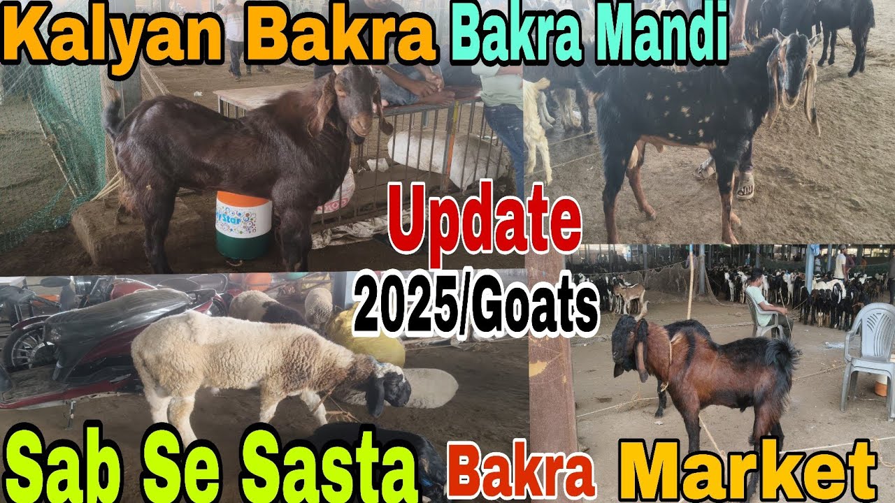 Kalyan Bakra Mandi Update|2025 Goats Market Sab Se Sasta Bakra Mandi #youtubevideo #viralvideo 