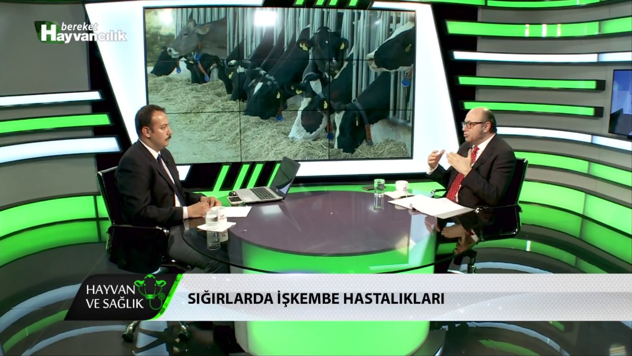 Hayvan Ve Sağlık | Sığırlarda İşkembe Hastalıkları