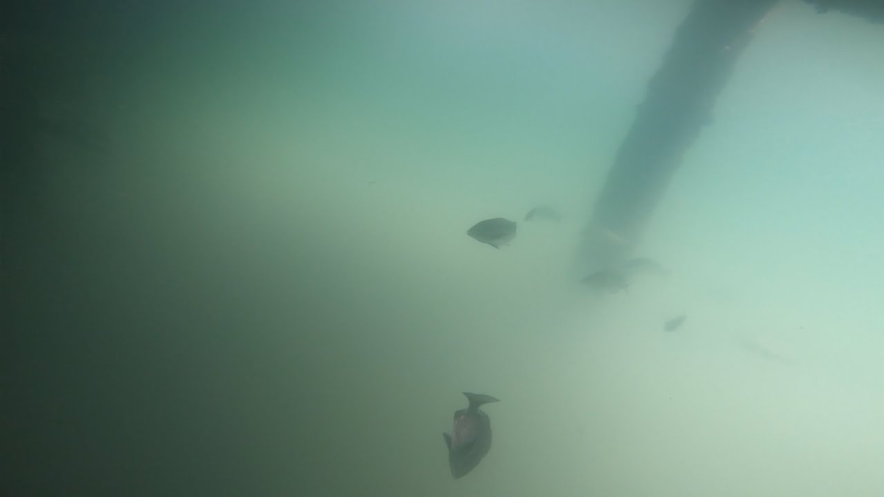 [大和屋]　まるで水族館、豊洲ぐるり公園水中映像