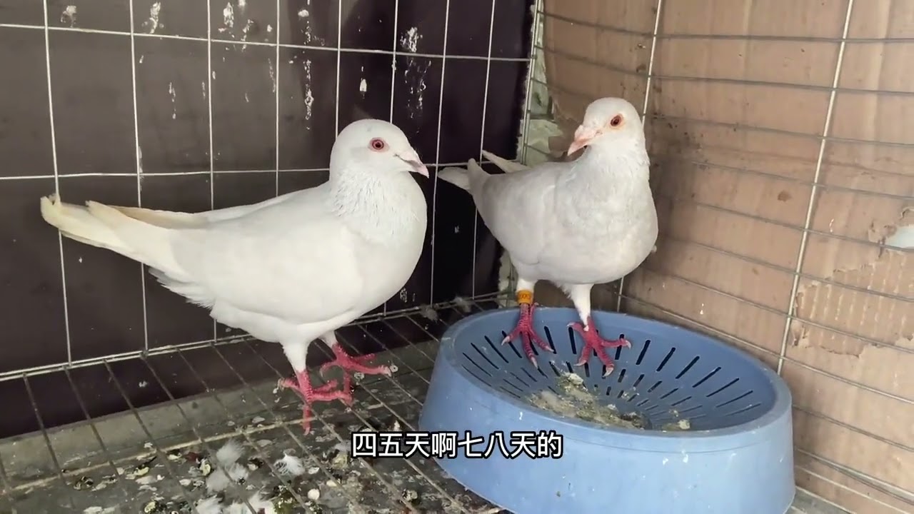 鸽子配对如何才能秒配，方法掌握不对，可能用时一个月都配不上